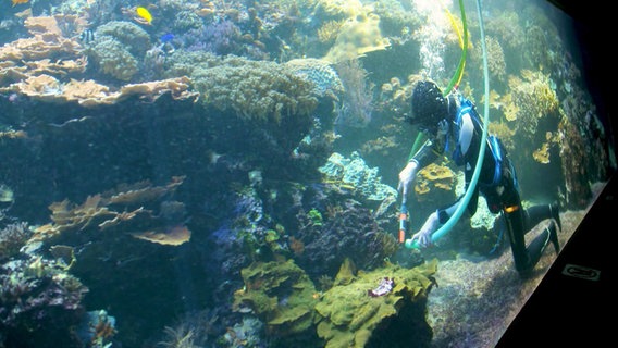 Korallen in einem großen Tropenaquarium werden gereinigt. © Screenshot 