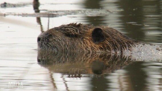 Kopf eines schwimmenden Nutrias. © Screenshot 