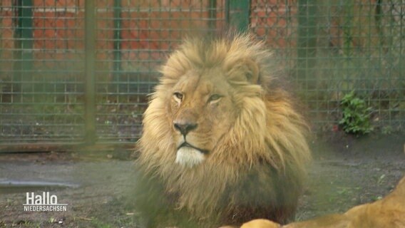 Ein Löwe sitzt in seinem Gehege und schaut in die Ferne. © Screenshot 