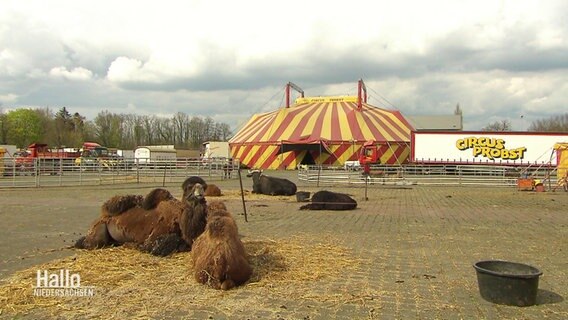 Das Zirkuszelt des Zirkus Probst. © Screenshot 