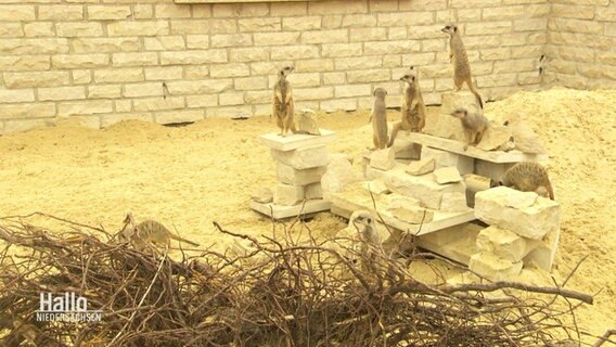 Erdmännchen in einem Gehege des Tierparks Bad Pyrmont. © Screenshot 