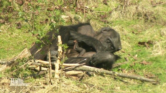 Im Zoo Osnabrück gibt es Nachwuchs bei den Schimpansen. © Screenshot 