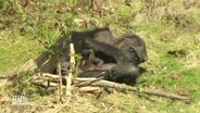 Im Zoo Osnabrück gibt es Nachwuchs bei den Schimpansen. © Screenshot 