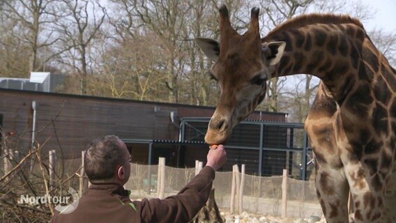 Ein Tierpfleger füttert eine Giraffe. © Screenshot 