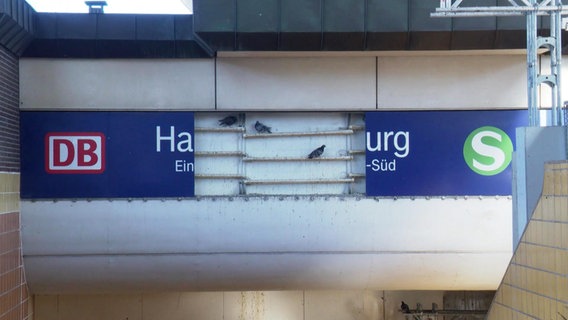 Tauben sitzen in einem kaputten S-Bahnschild in Hamburg-Harburg. © Screenshot 