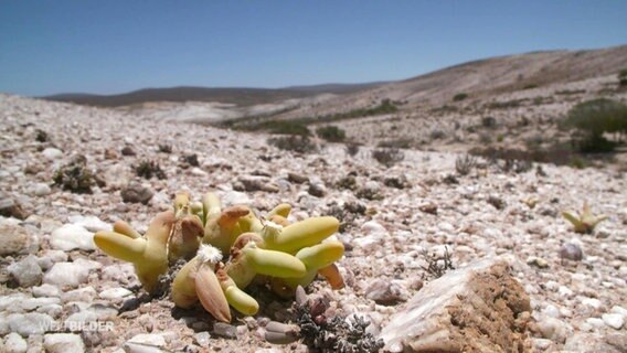 Ein kleiner Kaktus in der Steinwüste. © Screenshot 