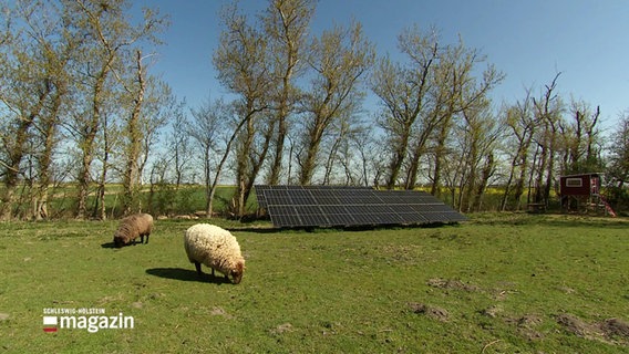 Schafe grasen vor einer Solarpanele. © Screenshot 
