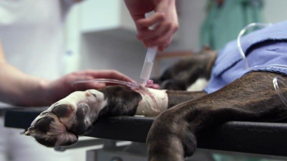 Nahaufnahme einer Hundepfote, die mit einer Spritze betäubt wird. © Screenshot 