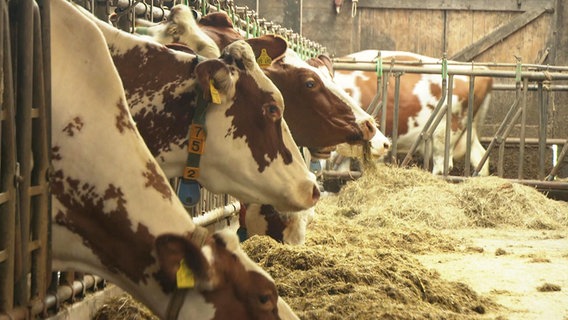 Kühe stehen im Stall eines Milchviehbetriebs in Hamburg-Rissen. © Screenshot 