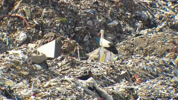 Inmitten einer Mülldeponie steht ein Storch. © Screenshot 