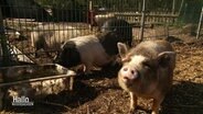 Unterschiedliche Schweine stehen in ihrem Auslaufgehege. © Screenshot 