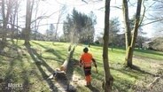 Ein Baum wird gefällt © Screenshot 
