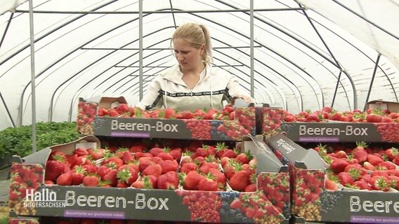 Gestapelte Kisten mit Erdbeeren © Screenshot 