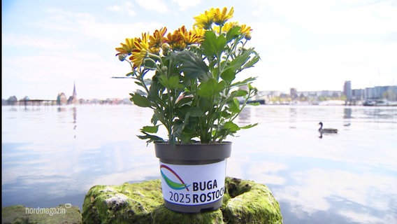 Eine Blumentopf mit der Aufschrift: "BUGA 2025 Rostock" © Screenshot 