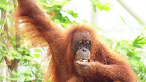 Ein Orang-Utan im Hamburger Tierpark Hagenbeck. © Screenshot 