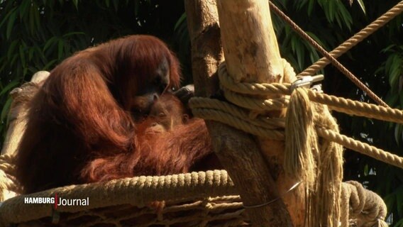 Eine Orang-Utan-Mutter mit ihrem Nachwuchs. © Screenshot 