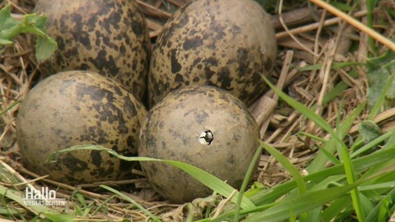 In einem Vogelei in einem Nest ist bereits ein kleines Loch. © Screenshot 