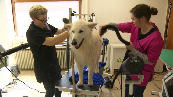 Ein weißer Schäferhund wird geföhnt. © Screenshot 