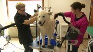 Ein weißer Schäferhund wird geföhnt. © Screenshot 