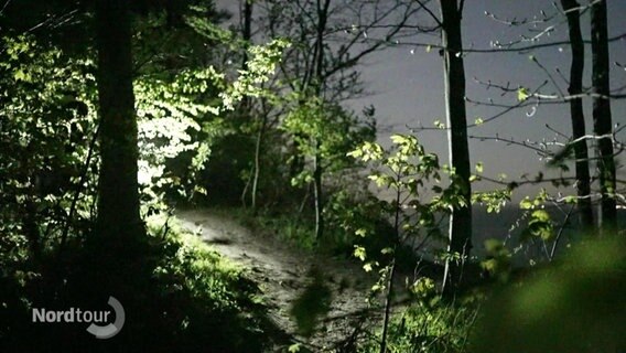 Eine Taschenlampe erhellt den dunklen Wald. © Screenshot 