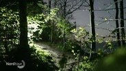 Eine Taschenlampe erhellt den dunklen Wald. © Screenshot 