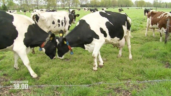 Zwei Kühe stehen Kopf an Kopf zwischen mehreren anderen Kühen auf einer Weide. © Screenshot 