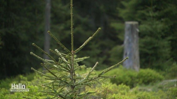 Auf einer Lichtung in einem Wald steht ein kleinerer Nadelbaum. © Screenshot 