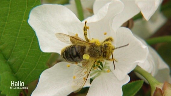 Eine Biene sitzt auf einer Blüte. © Screenshot 