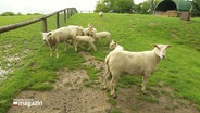 Schafe mit Lämmern auf einer Weide. © Screenshot 
