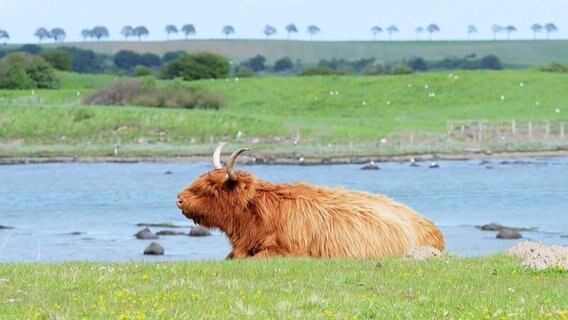 Ein Rind liegt auf einer Weide vor einem Gewässer. © Screenshot 