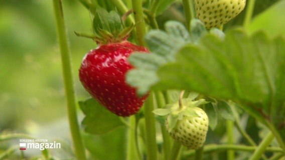 Eine frische Erdbeere. © Screenshot 