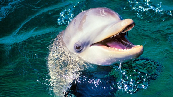 Ein aus dem Wasser schauender Delfin.  