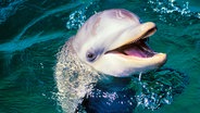 Ein aus dem Wasser schauender Delfin.  