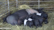 Eine Sau säugt ihre Ferkel. © Screenshot 