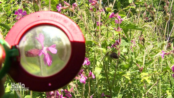 Ein Blick durch eine Lupe auf eine Blüte auf der Suche nach Insekten. © Screenshot 