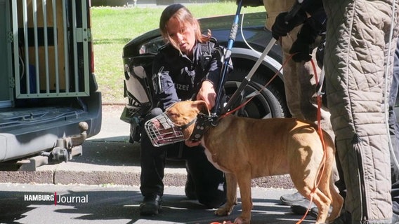 Ein Hund wird von Polizisten eingefangen. © TV Newskontor 