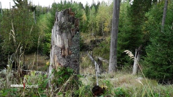 Ein Baumstumpf im Sachsenwald © Screenshot 