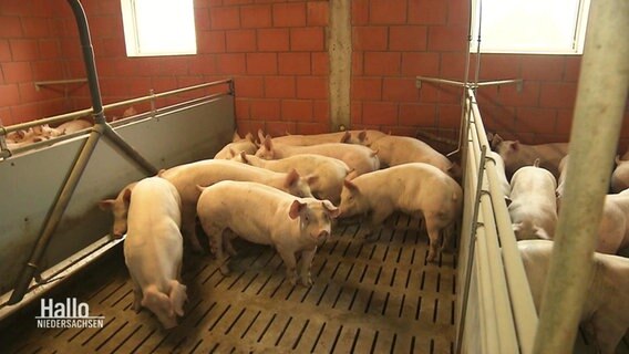 Schweine stehen in einem Stall. © Screenshot 