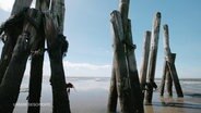 Holzpfähle im Watt der Nordsee bei Ebbe. © Screenshot 