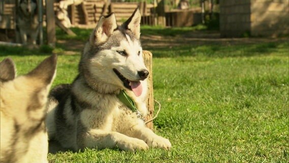 Ein Husky liegt im Gras. © Screenshot 