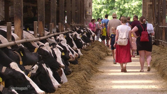 Mehrere Besucher laufen durch einen Kuhstall. © Screenshot 