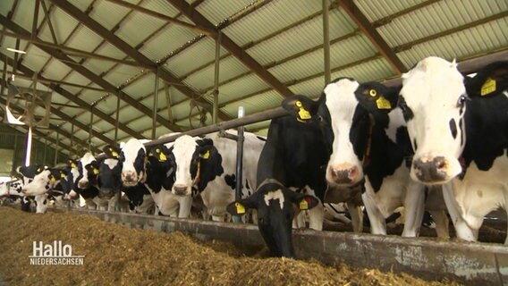 Eine Gruppe von Kühen im Stall © Screenshot 