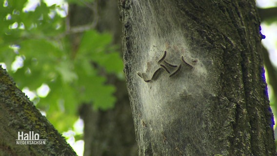 Eichenprozessionsspinnerraupen in einem Nest an einem Baumstamm. © Screenshot 