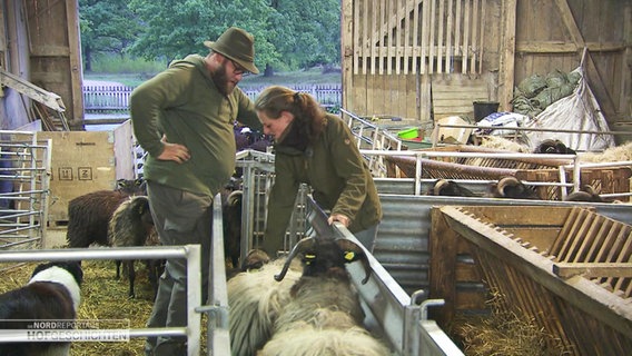 Ein Mann und eine Frau stehen in einem Stall und begutachten Schafe. © Screenshot 