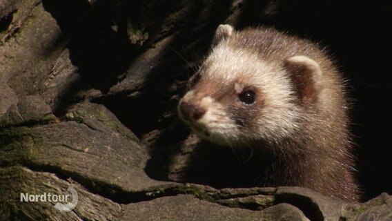 Otter © Screenshot 