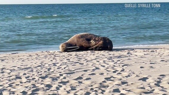 Ein Walross am Strand. © Screenshot 