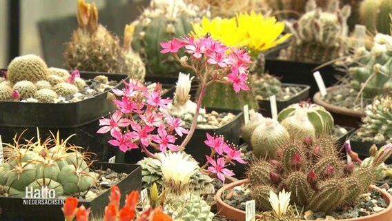 Kakteen im Botanischen Garten Oldenburg © Screenshot 