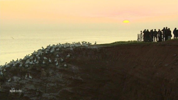 Touristen beobachten Vögel auf Helgoland. © Screenshot 