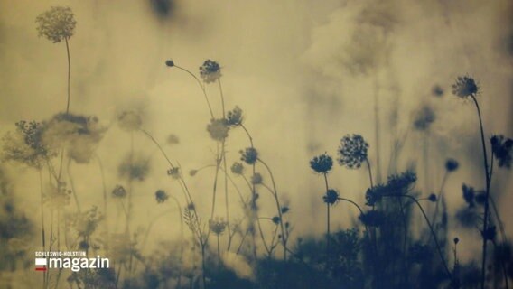 Eine Naturfotografie von Sandra Bartocha zeigt Blumen. © Screenshot 
