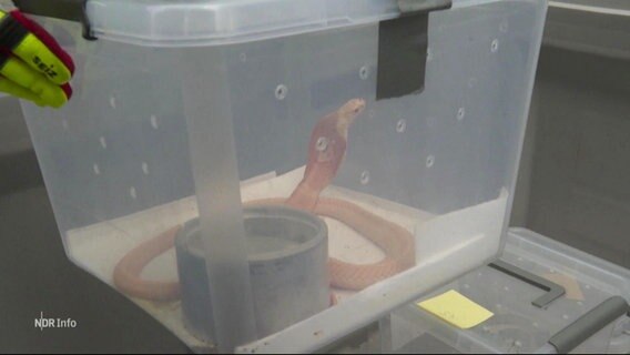 Eine Schlange in einer Plastikbox. © Screenshot 